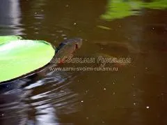 Cum de a face lac în țară cu propriile mâini - o clasă de master cu fotografii, ei înșiși, cu propriile lor mâini