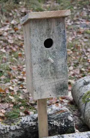 Cum sa faci o Birdhouse și își fac cuib cutii