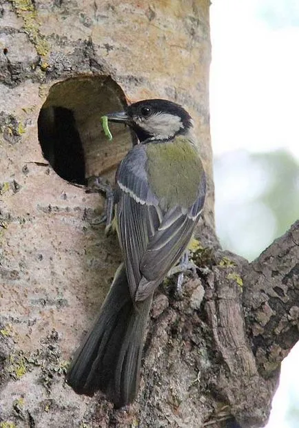 Cum sa faci o Birdhouse și își fac cuib cutii