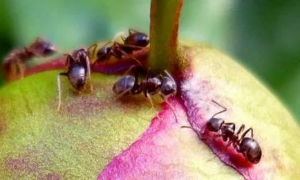 Как да запазите божури от мравки