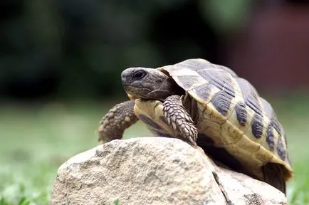 Hogyan tartsuk a teknősök - a gondozás és nevelés