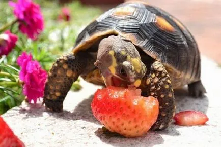 Hogyan tartsuk a teknősök - a gondozás és nevelés