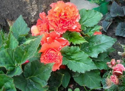 Как да запазим Begonia грудки