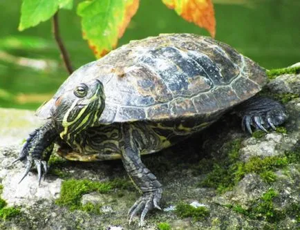 Hogyan tartsuk a teknősök - a gondozás és nevelés