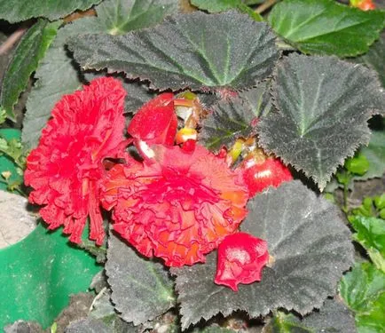 Как да запазим Begonia грудки