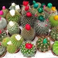 Cactus fotó