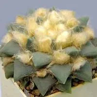 Cactus Echinopsis картина и грижи, цветист-блог