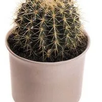 Cactus fotó