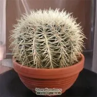 Cactus fotó