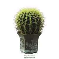 Cactus fotó