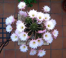 Cactus Echinopsis ellátás, faj, tenyésztés, ültetés, öntözés