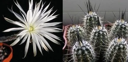 Cactus Echinopsis картина и грижи, цветист-блог