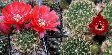 Cactus Echinopsis картина и грижи, цветист-блог