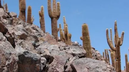 Cactus deșert - lumea cactuși