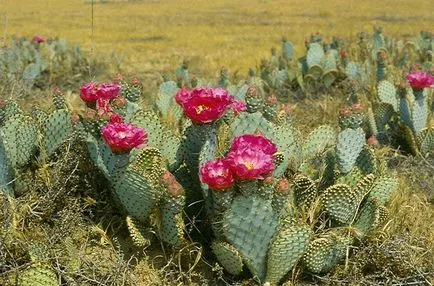 Cactus пустиня - в света на кактуси