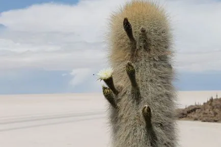 Cactus пустиня - в света на кактуси