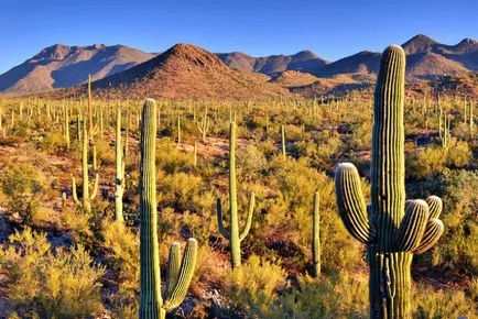 Cactus deșert - lumea cactuși