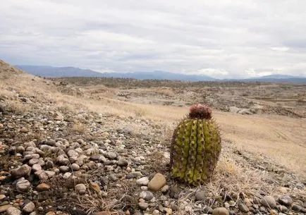 Cactus deșert - lumea cactuși