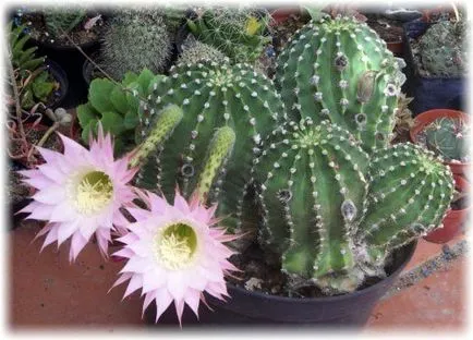 Cactus Echinopsis картина, видове, грижи у дома