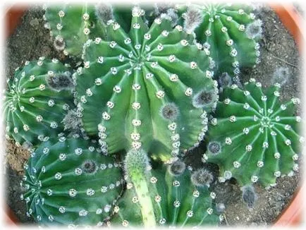 Cactus Echinopsis картина, видове, грижи у дома