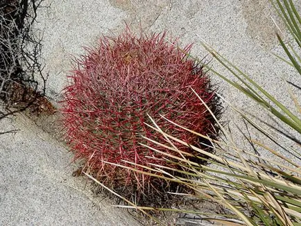 Cactus пустиня - в света на кактуси