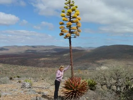 Cactus пустиня - в света на кактуси