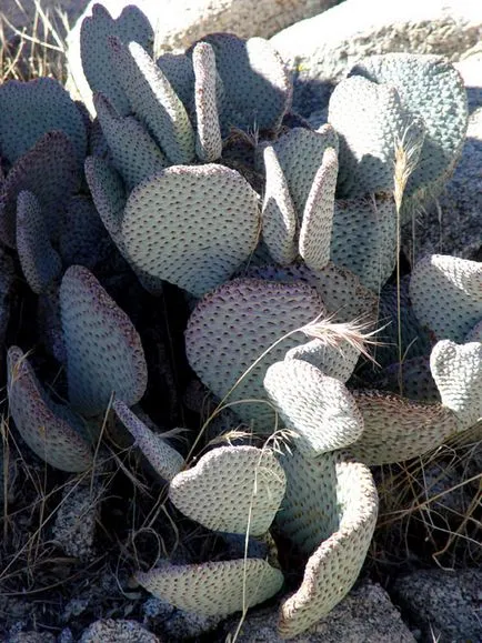 Cactus пустиня - в света на кактуси