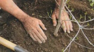 Hogyan törődik körte tavasszal volt egy jó termés