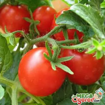 Cum să aibă grijă de tomate în seră, cele mai bune soiuri de cultivare și de plantare dreaptă