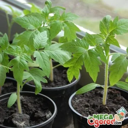 Cum să aibă grijă de tomate în seră, cele mai bune soiuri de cultivare și de plantare dreaptă