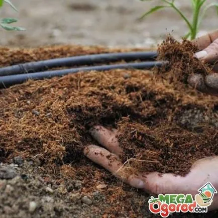 Cum să aibă grijă de tomate în seră, cele mai bune soiuri de cultivare și de plantare dreaptă