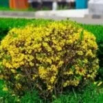 Вероніка догляд в домашніх умовах і розмноження (домашніх) Вероніка догляд в домашніх умовах і розмноження
