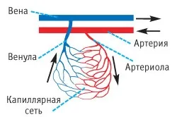 венозна кров
