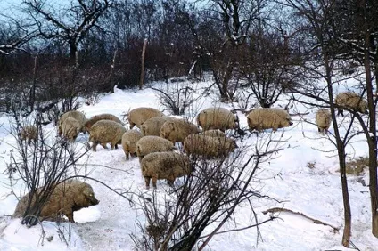 Угорські свині мангалица характеристики, опис породи (свині) Угорські свині мангалица характеристики, опис породи