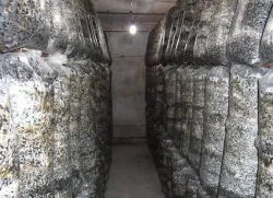 Як вирощувати гливи в домашніх умовах (гливи домашніх умовах) Як вирощувати гливи в домашніх умовах