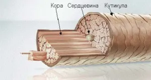 Как да се възстанови загубената коса