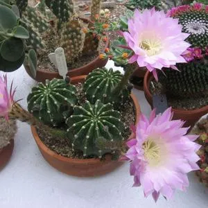 Hogyan növekszik a Echinopsis otthoni hasznos tanácsokat kertészek