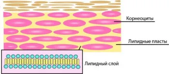 Hogyan lehet visszaállítani a lipid réteg a bőr