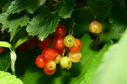 Как да расте френско грозде 