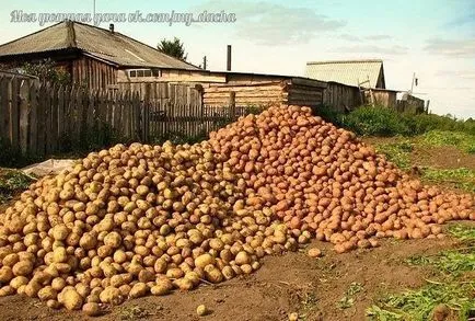 Как да расте богата реколта от картофи (до 5 кг с един храст!)
