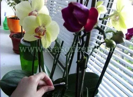 Hogyan nő gyerekek orchidea Phalaenopsis, a föld, a szépség