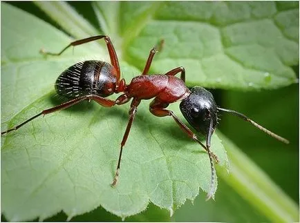 Как да се покаже градина мравка начини да се справят с черни и червени мравки, LS