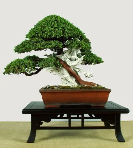 Cum să crească bonsai