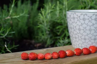 Hogyan kell tárolni a földieper otthon friss hűtőszekrényben télen