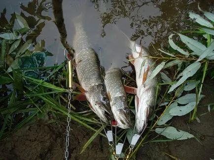 Hogyan kell tárolni a kifogott csuka