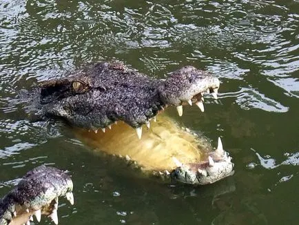 Așa cum am hrănit crocodilii sunt distractive!
