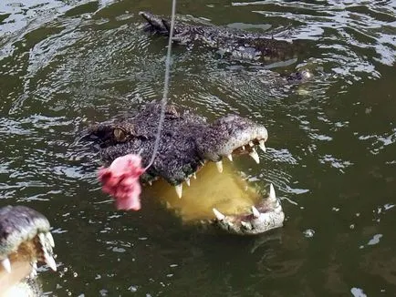 Așa cum am hrănit crocodilii sunt distractive!