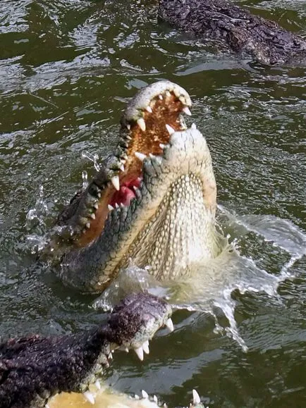 Așa cum am hrănit crocodilii sunt distractive!
