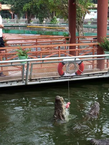 Așa cum am hrănit crocodilii sunt distractive!