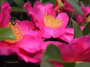 Camellia - díszfák és cserjék